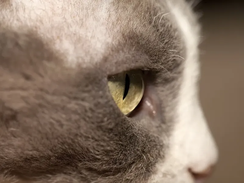 Devon Rex cat