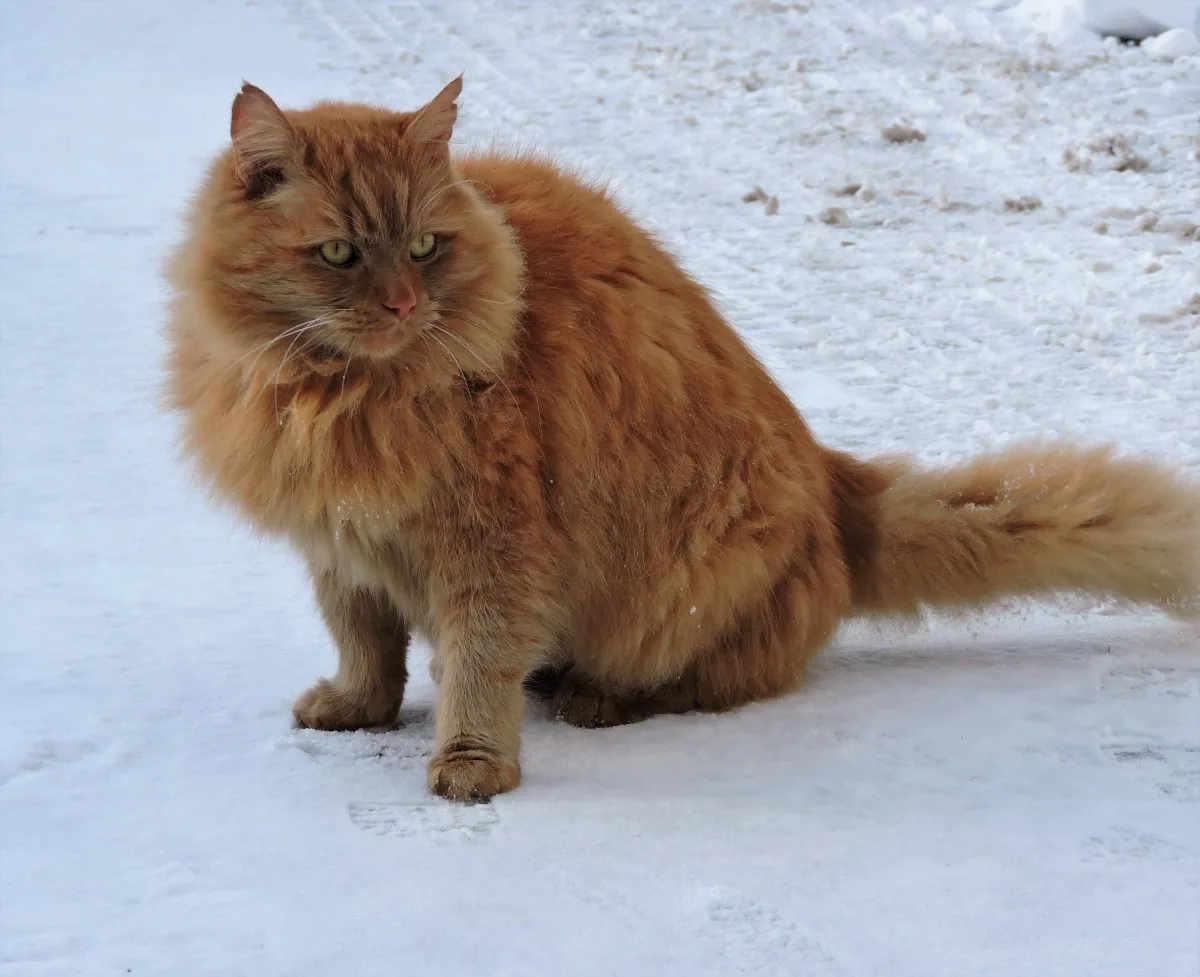 Domestic Long Hair cat