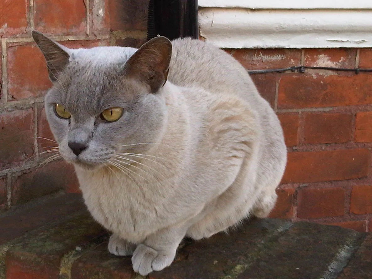 European Burmese cat