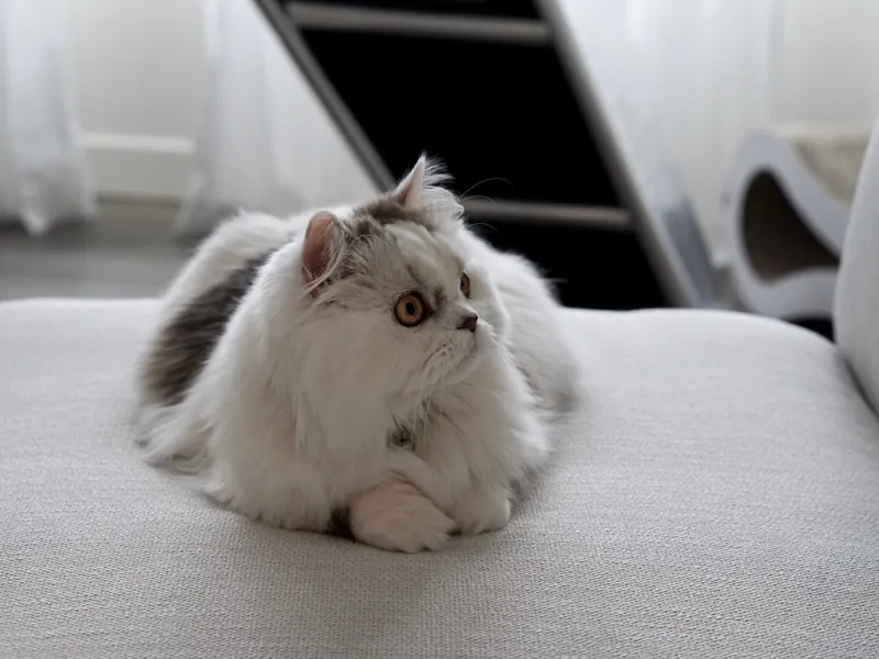 Minuet cat