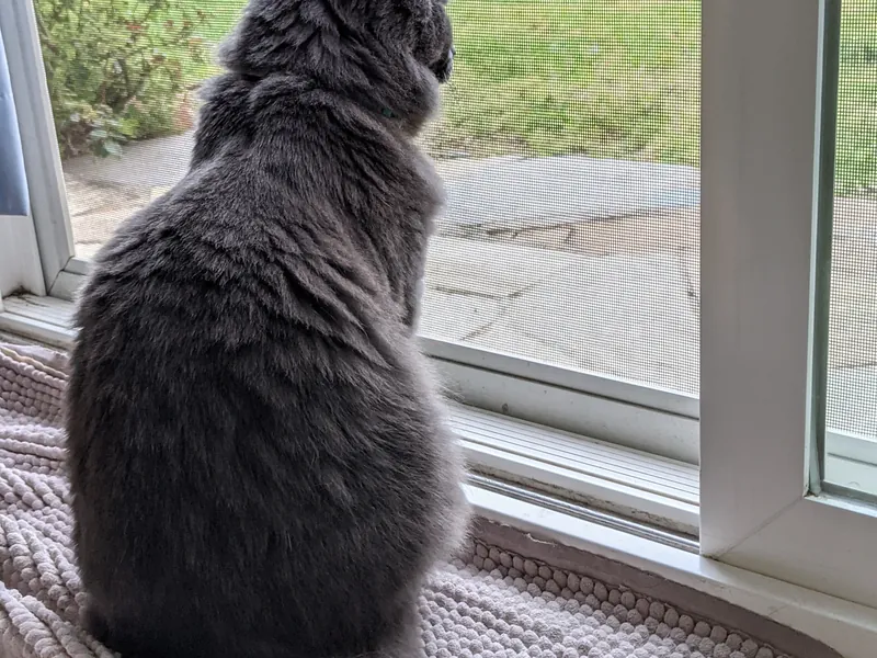 Nebelung cat