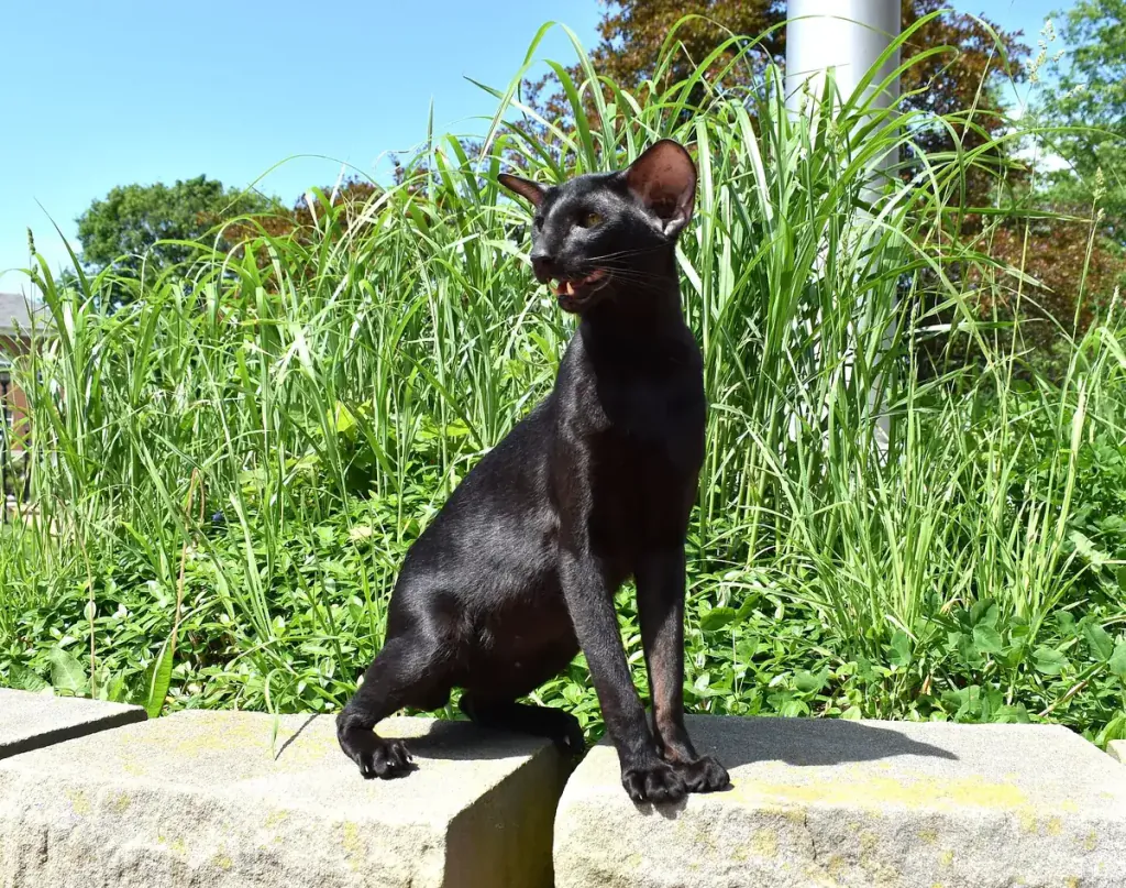 Oriental Shorthair cat
