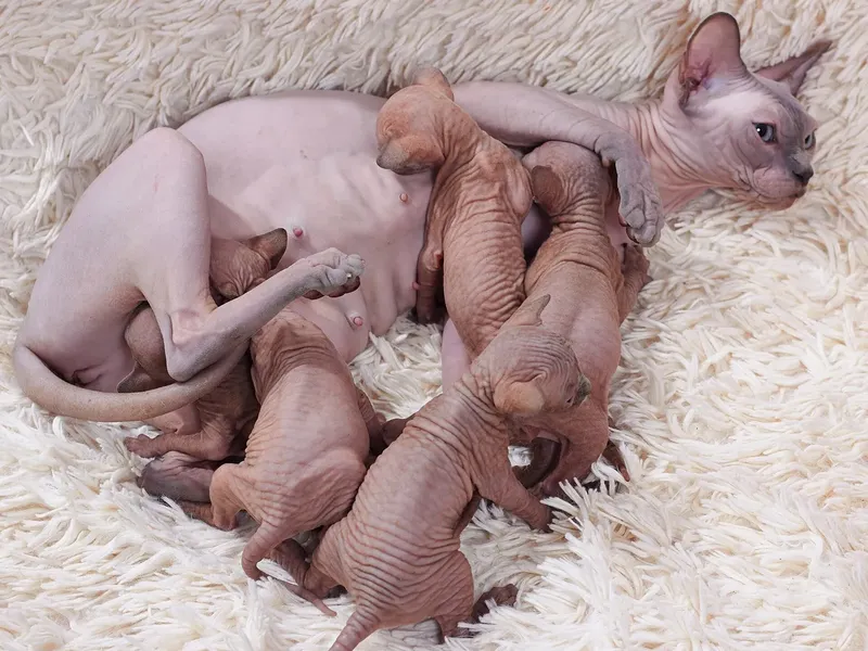 Sphynx cat