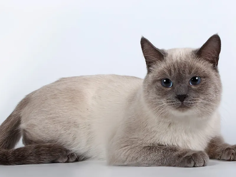 Thai cat