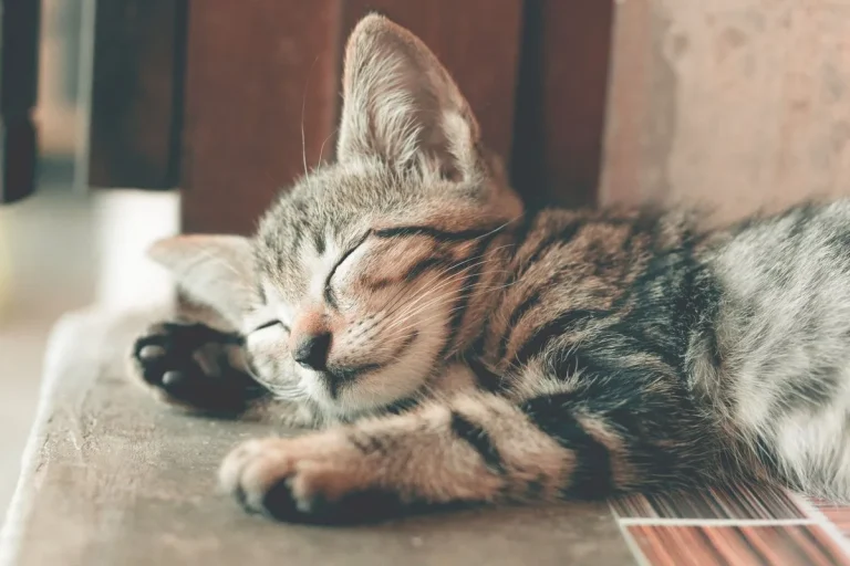 Cat sleeping curled up in a ball on a sofa