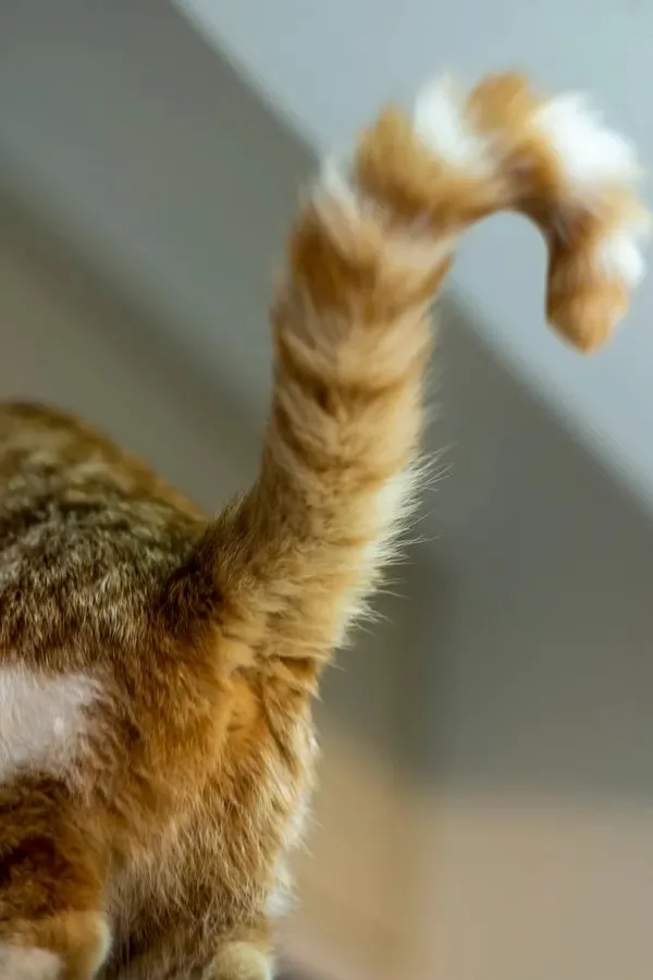 Cat with its tail held high walking indoors