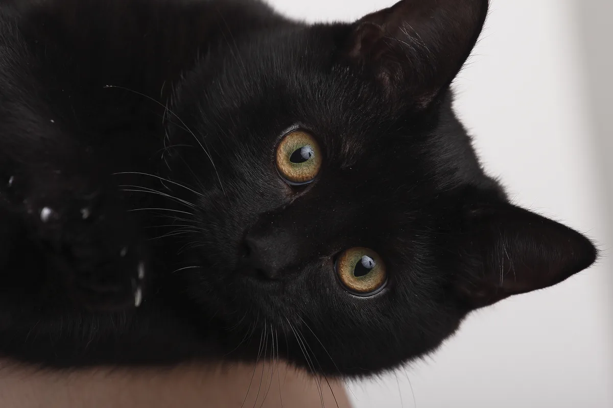 Black cat with green eyes staring into the camera