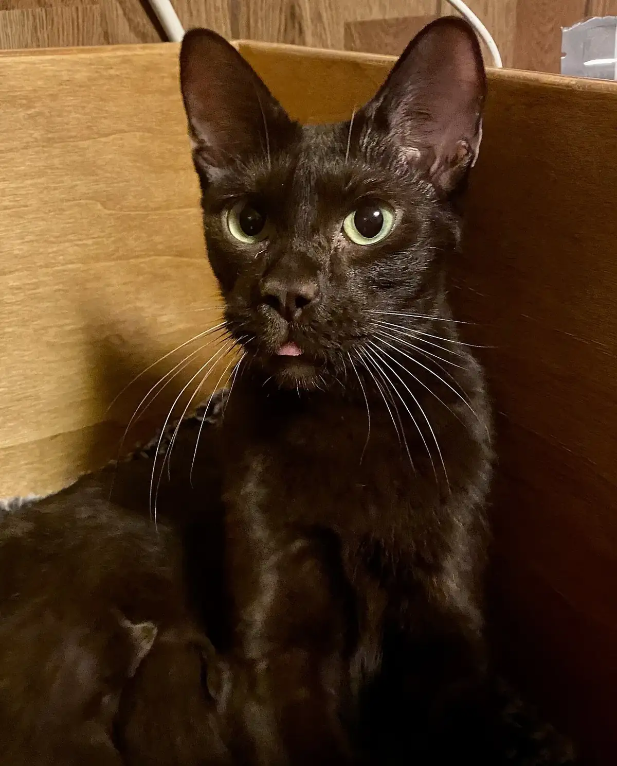 Chocolate-brown Havana Brown cat with green eyes