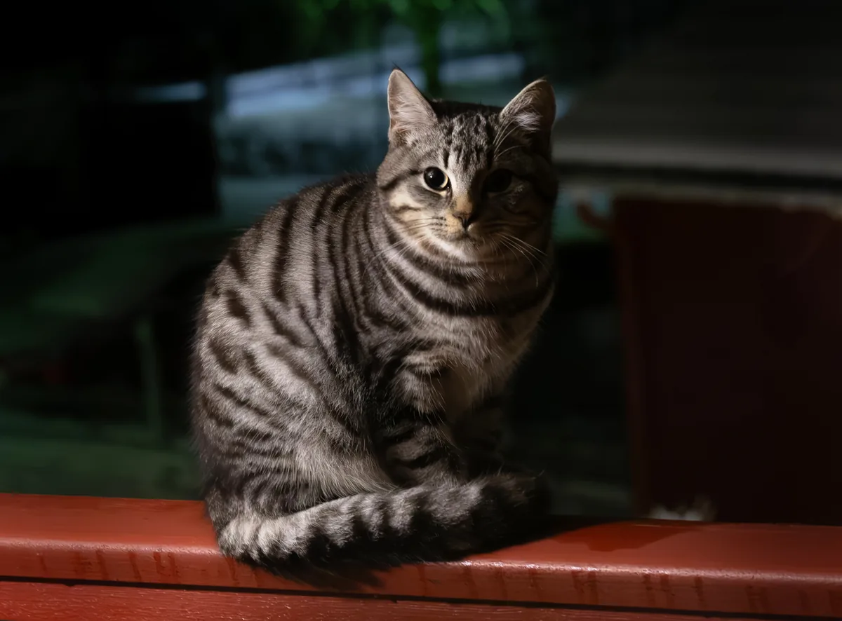 Black and grey tabby cat at night