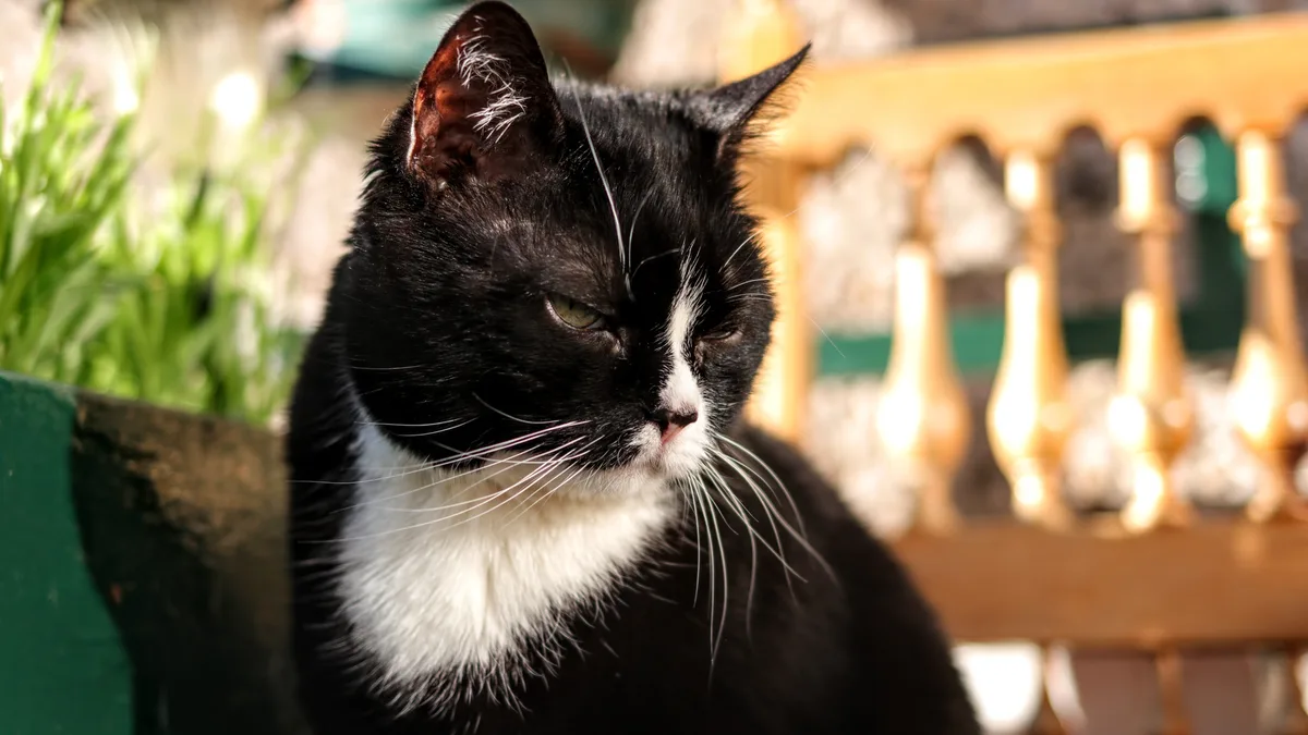 Tuxedo cat portrait looking at the camera