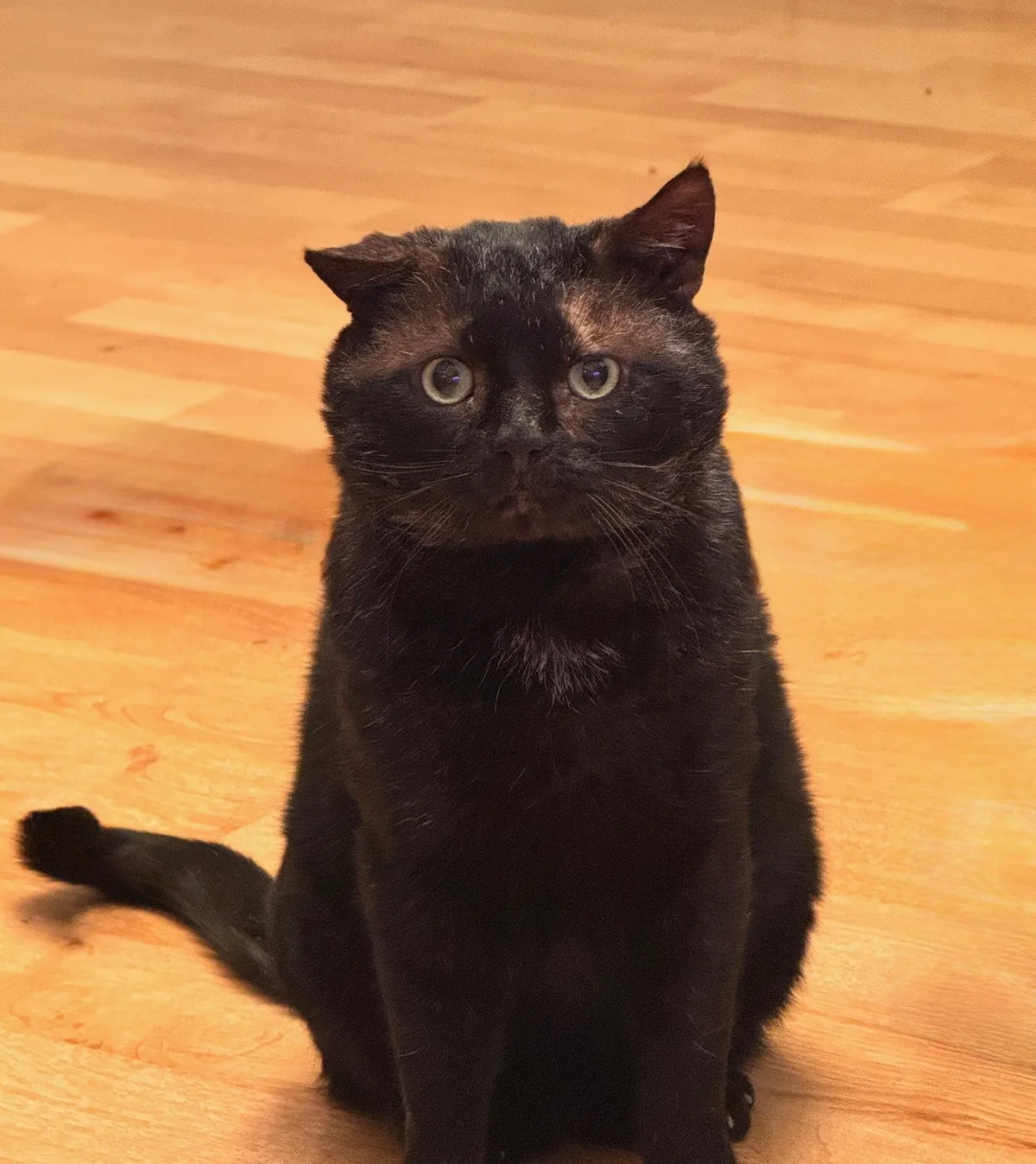 Black cat portrait