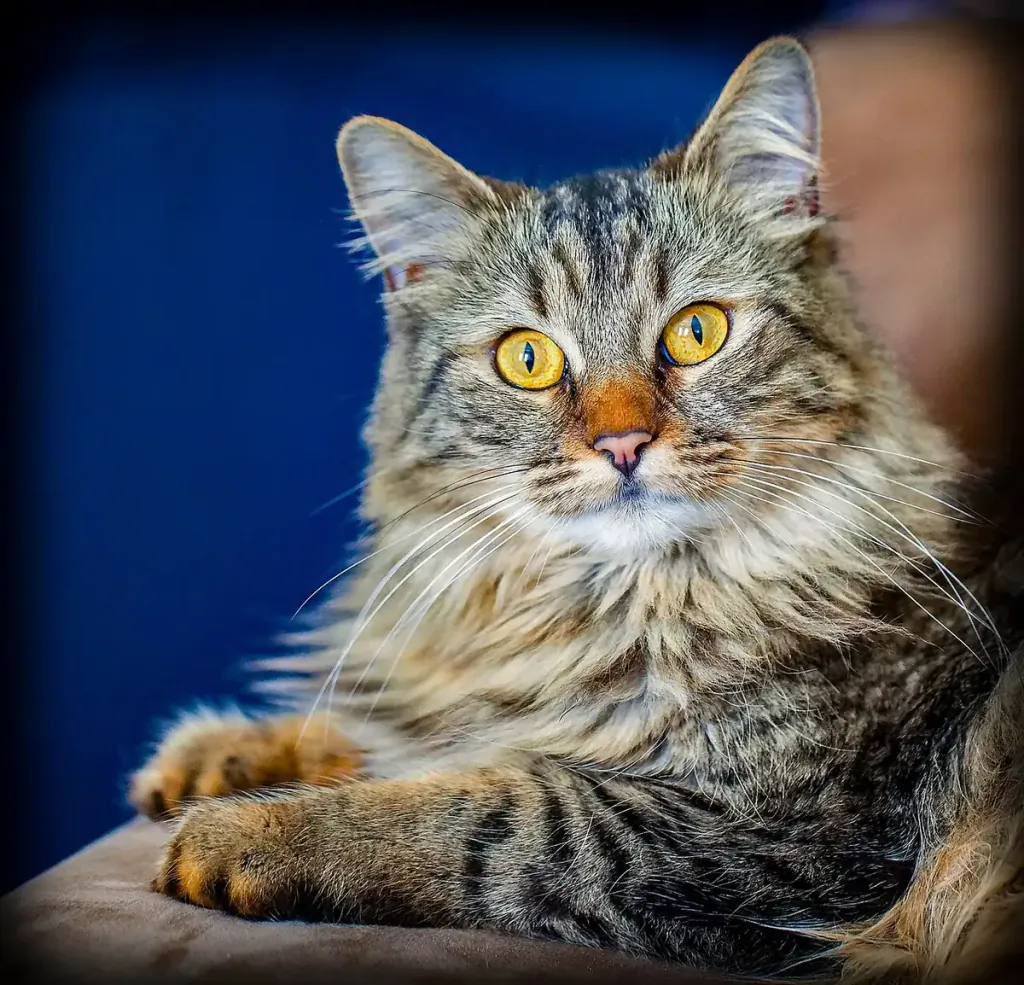 Long-haired tabby Maine Coon cat with amber eyes