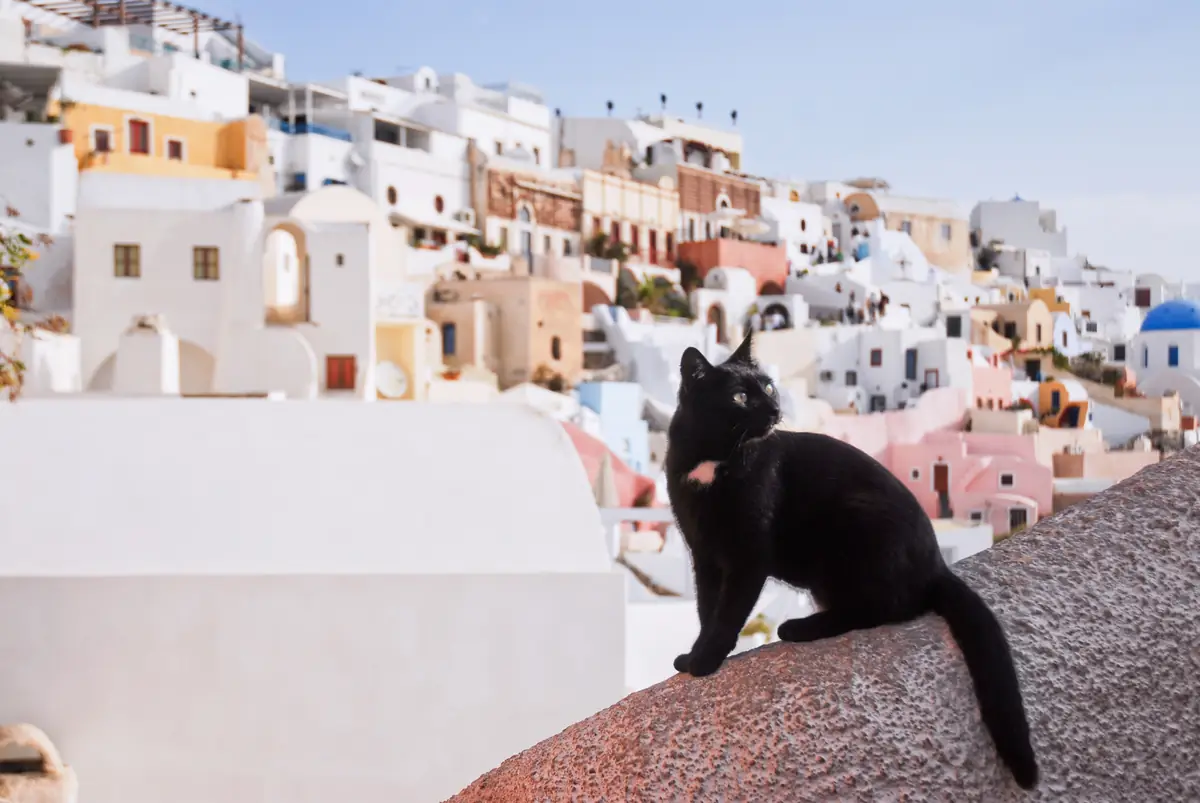 Aegean island cat, a tabby, sitting and looking at the camera
