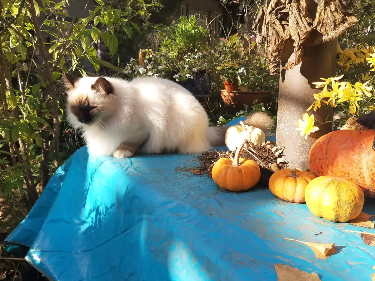 A fluffy white cat with dark markings sitting on a garden table surrounded by pumpkins