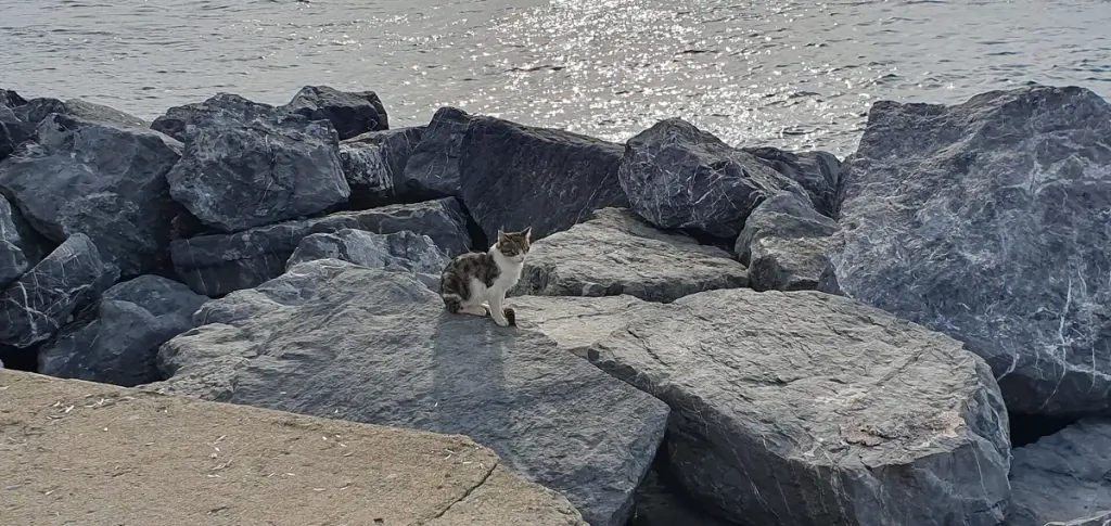 Tabby cat sitting on a stone wall outdoors
