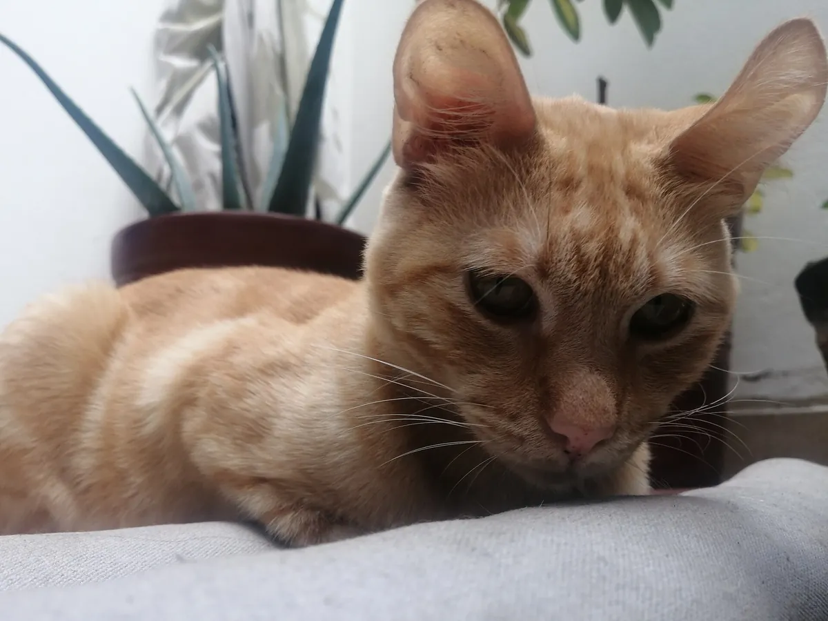 Orange ginger cat sitting in a yard