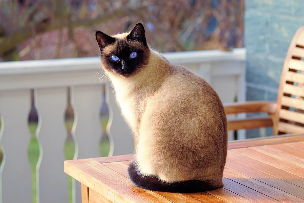 Seal-point Siamese cat with vivid blue eyes sitting on a wooden patio table, looking at the camera