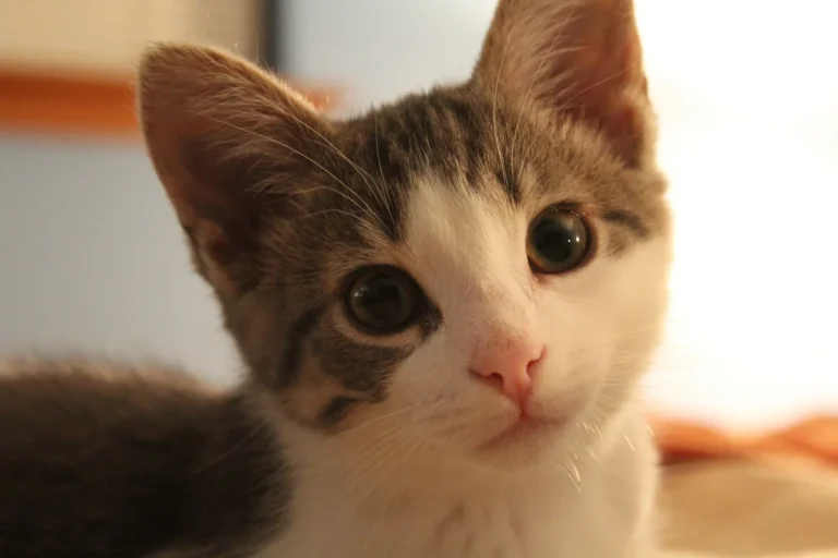Two kittens, a cream kitten and a tabby kitten, sitting together on a bed in their new home