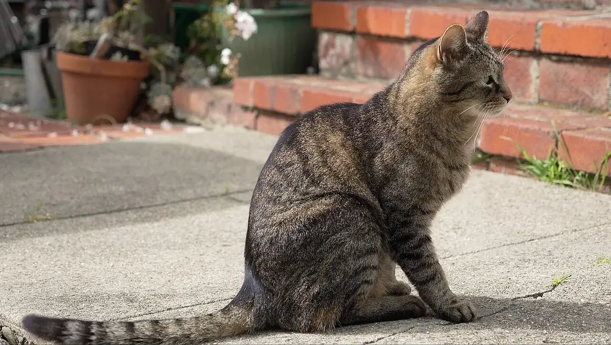 Mackerel tabby cat sitting in profile outdoors