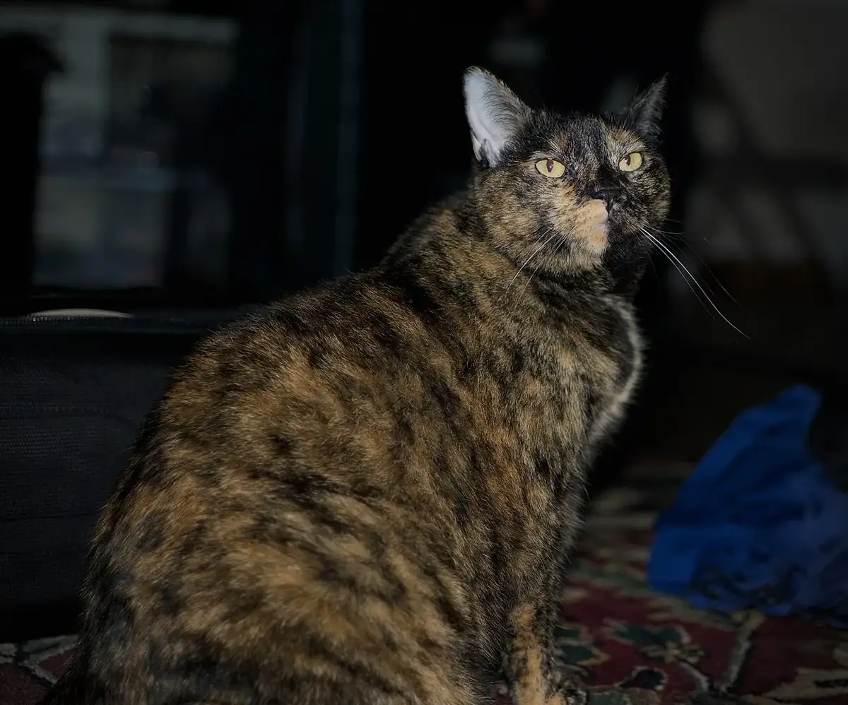 Black-and-orange mottled tortoiseshell cat sitting