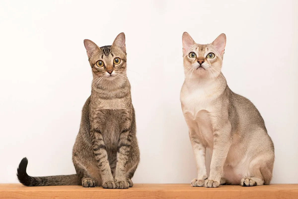 Two Singapura cats sitting side by side