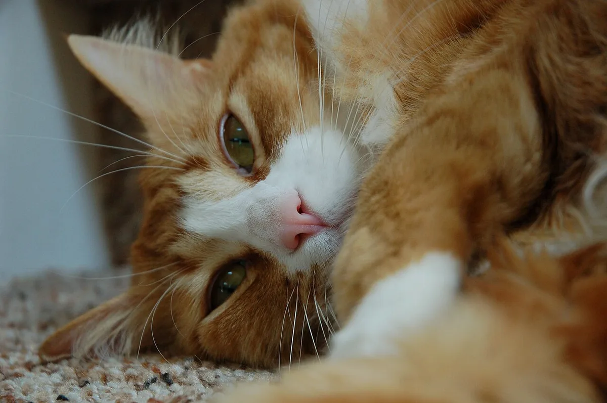 Orange tabby cat close-up with a fierce stare
