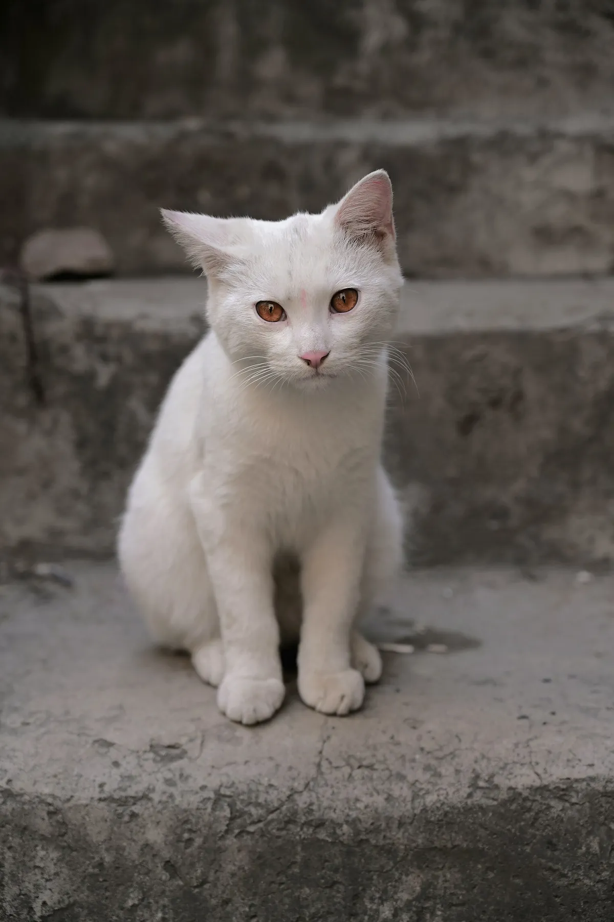 White cat names: white cat sitting on concrete stairs